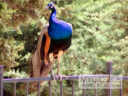 a peacock on a fence at Palace of Knossos in Crete, Greece
