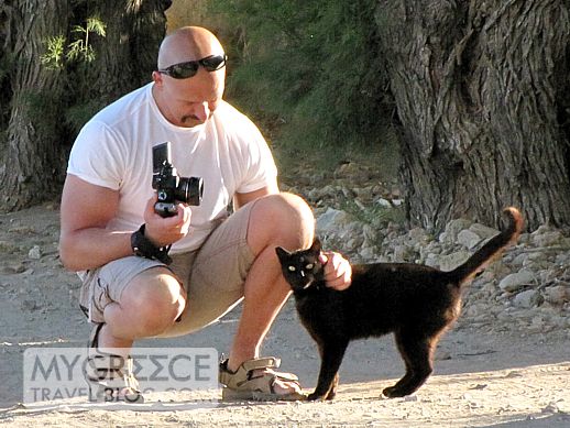 a cat at Grikos Bay on Patmos island in Greece