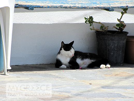 a cat at Kokkari on Samos