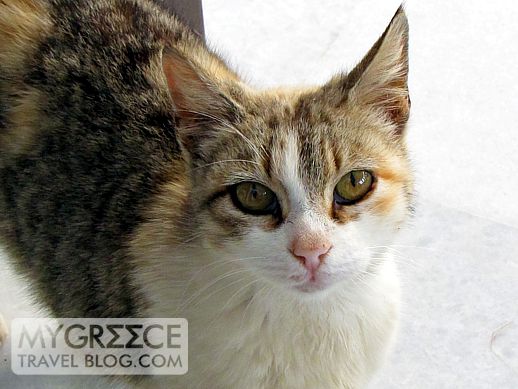 a cat on Naxos island in Greece