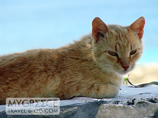 a cat at Lianos Village hotel on Naxos