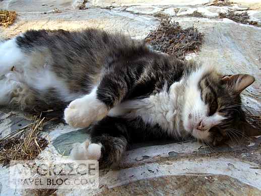 a cat on Folegandros island in Greece
