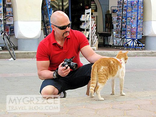 a cat on Kos island in Greece