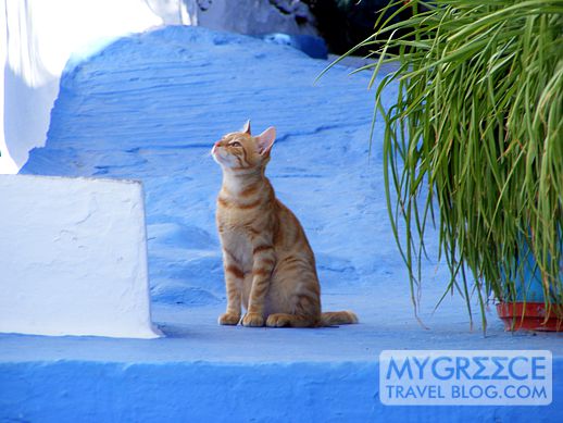 a cat in Plaka, Milos