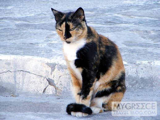 a cat in Plaka, Milos 