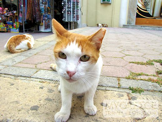 a cat in Kos Town on Kos island in Greece