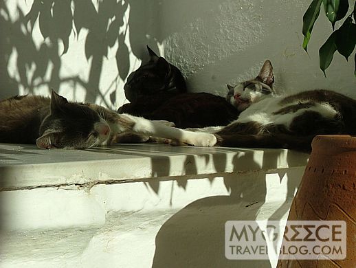 three cats lounge in a corner in Naxos Town