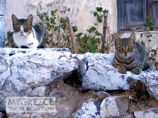cats on Milos island Greece