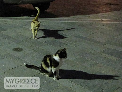 cats on Kos island in Greece