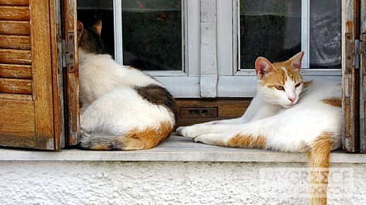 two cats on a windowsill in Adamas, Milos