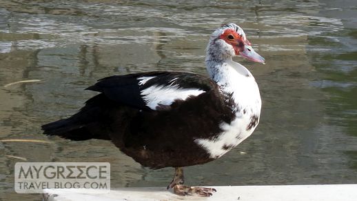 a goose in Naoussa Paros