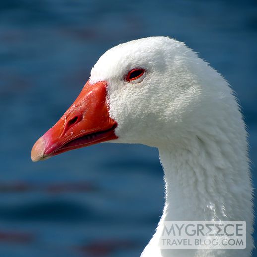 goose in Naoussa Paros
