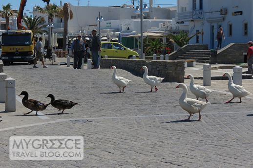 geese in Naoussa Paros