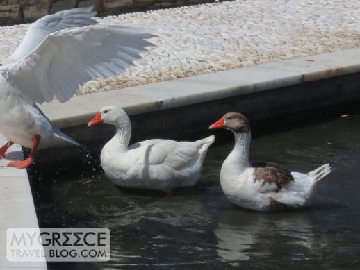 geese in Naoussa Paros