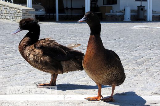 geese or ducks in Naoussa