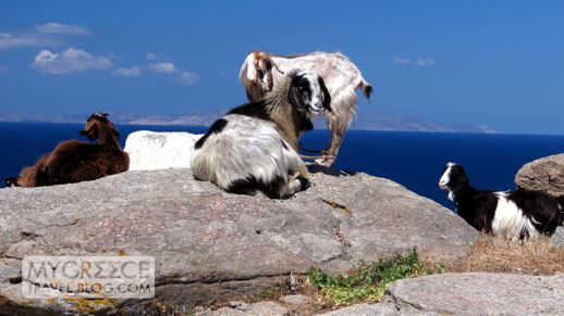 goats on Mykonos