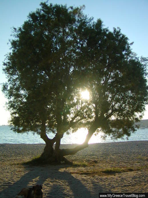 tree on a beach