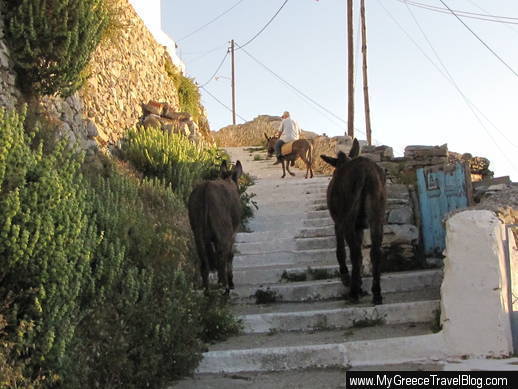 donkeys on Amorgos