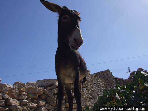 donkey on Folegandros