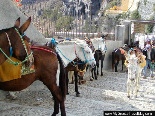 Santorini donkeys