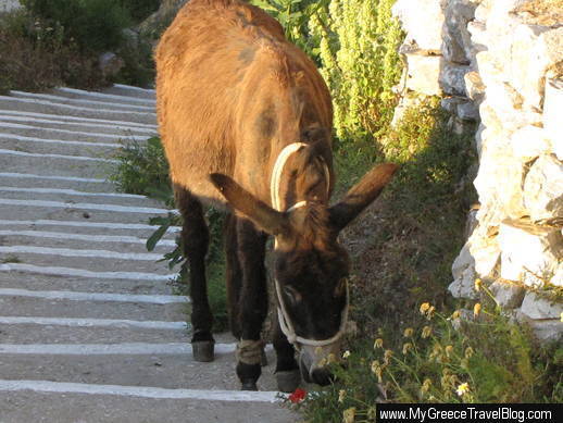 mule on Amorgos