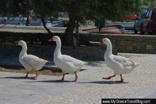 Naoussa geese