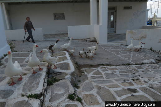 geese in Naoussa