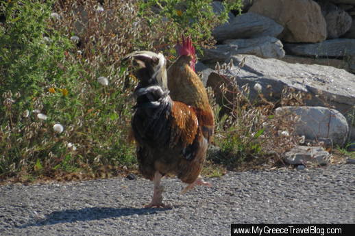 a rooster on Paros
