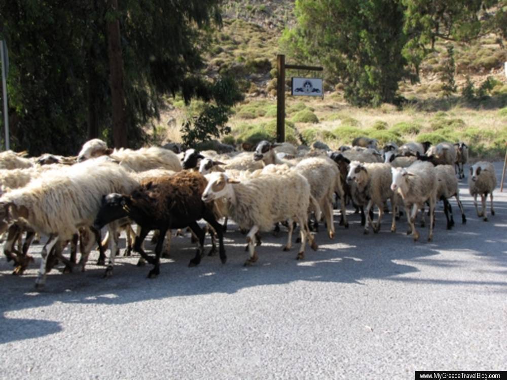 a flock of sheep near Grikos Bay on Patmos island