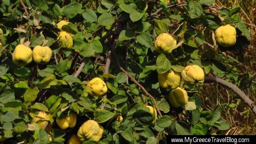 citrus tree near Chalki