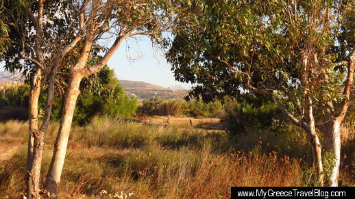 countryside near Naxos Town 