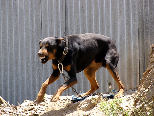 guard dog on Astypalea