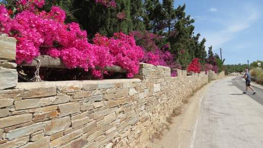 bougainvillea on Naxos