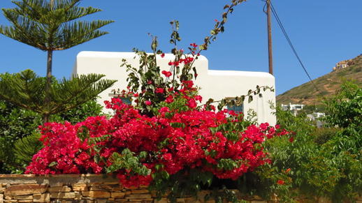 bougainvillea on Naxos