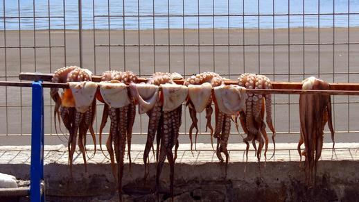 octopus drying at Naxos Port 