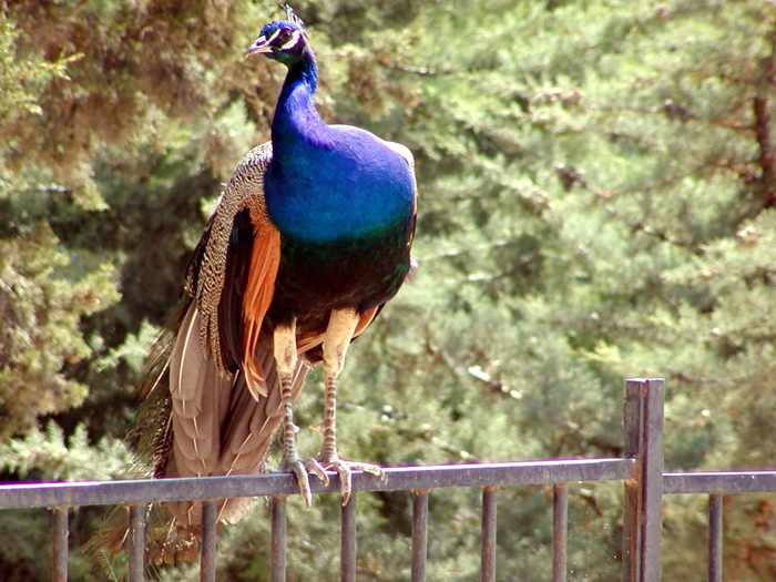 peacock at Knossos
