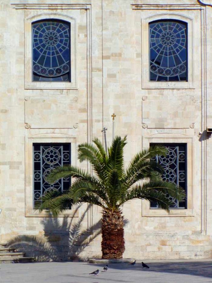 palm tree in Heraklion