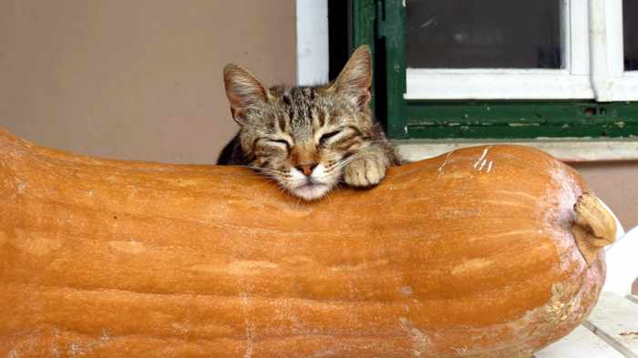 cat sleeping on a squash on Andros