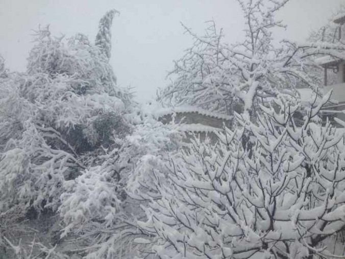 Snow covered trees on Skiathos photographed by Girogos Diolettas