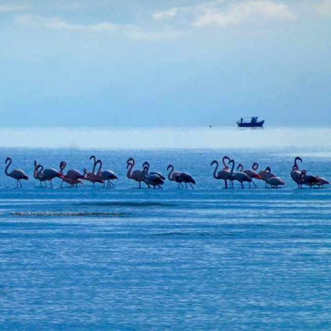 Flamingos at Nafplio