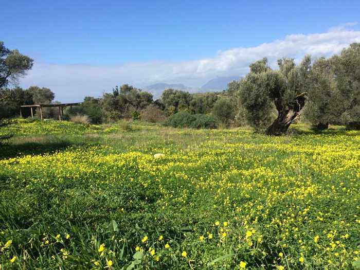a field near Kamilari Crete