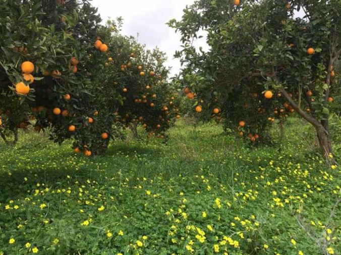Citrus trees near Kamilari