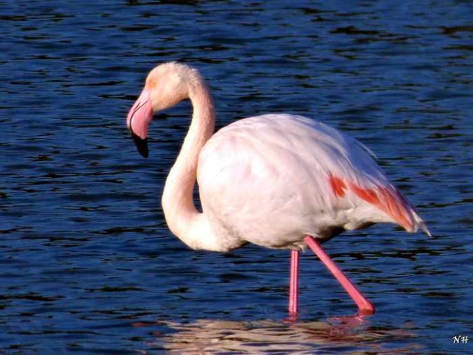 Samos flamingo photo by Nikolaos Housas