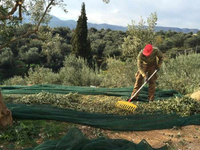 Olive harvesting at Karpofora Messenia