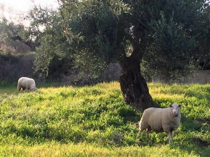 Sheep in an olive grove at Axladohori, Messenia