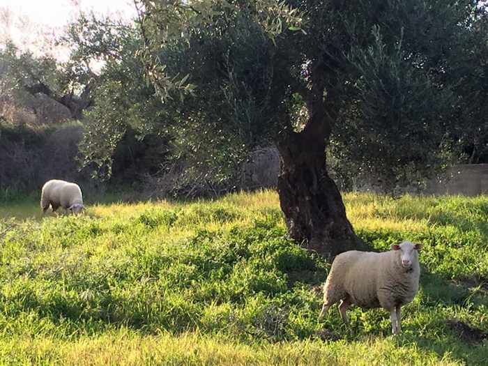 Sheep in an olive grove at Axladohori, Messenia 