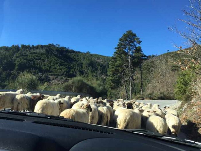 sheep on the Langada Pass near Artemisia, Messenia