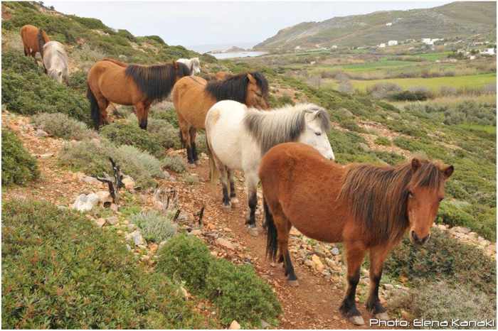 Elena Kanaki photo of Skyros ponies