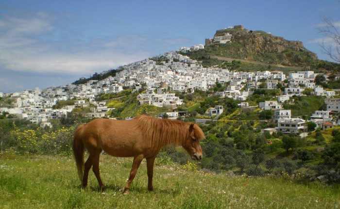 Skyros pony photo from the Syros municipal website