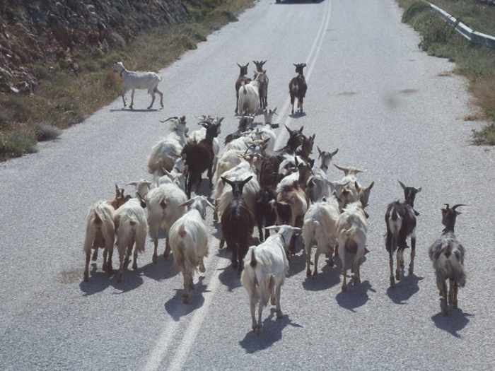 Mike Andrew photo of goats on a road on Naxos
